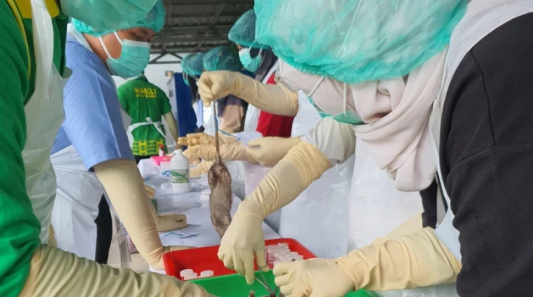 Waspada Leptospirosis di Tarakan, Kasus Ditemukan di 2026