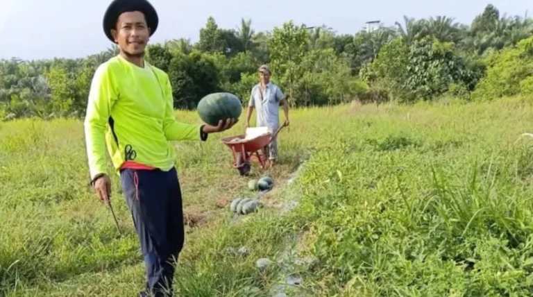 Semangka Mulai Berbuah di Sebakis, Petani Berharap Tak Berhenti pada Panen Perdana