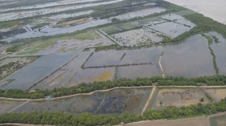 Tambak Kaltara Meluas, Mangrove Terdesak, AMA Jadi Jalan Pemulihan