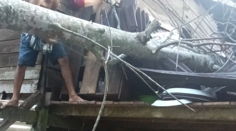 Saat Empat Penghuni Terlelap, Pohon Kapuk Roboh Hancurkan Dapur Rumah di Sebatik
