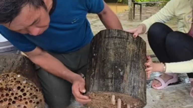 Tembilugh, Si Cacing Kayu yang Menembus Batas Kuliner Pesisir Kaltara